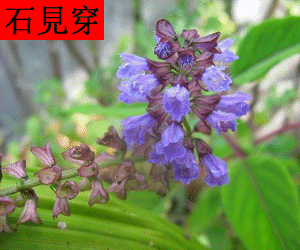 Shi Jian Chuan concentrated powder