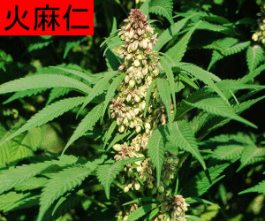 Huo Ma Ren tincture