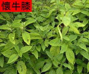 Huai Niu Xi concentrated powder