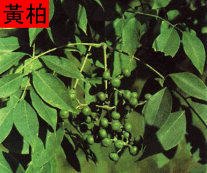 Huang Bai tincture