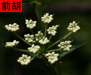 Qian Hu tincture