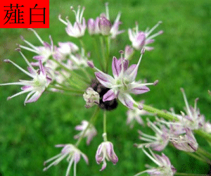 Xie Bai tincture