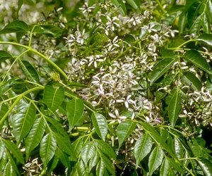 Katrafay essential oil (Cedrelopsis grevei) - Bristol Botanicals