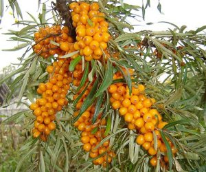 Sea Buckthorn leaf tincture