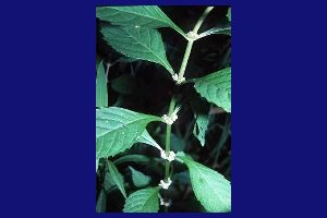 Bugleweed