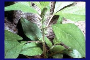 Pellitory herb