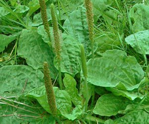 Plantain leaf tincture