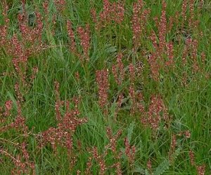 Sheeps Sorrel herb tincture