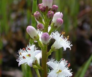 Bogbean herb tincture