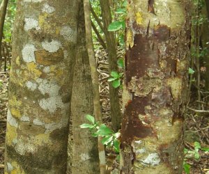 Jamaican Dogwood bark tincture