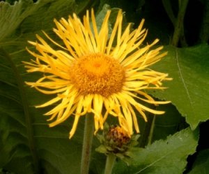 Elecampane root tincture