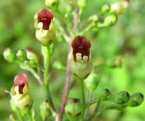 Figwort herb tincture