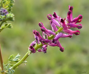 Fumitory herb tincture