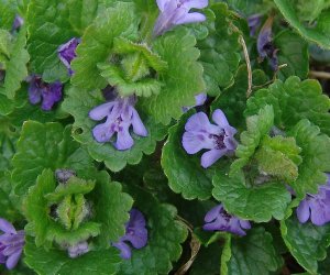 Ground Ivy herb tincture