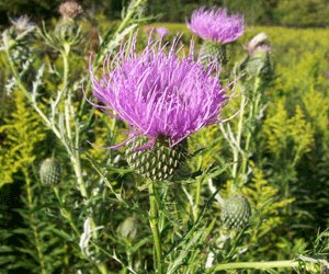 Holy Thistle herb tincture