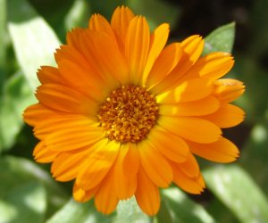 Marigold flower cream