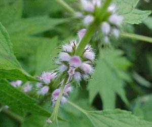 Motherwort herb tincture