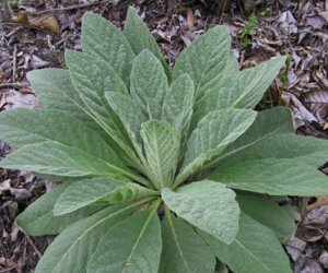 Mullein leaf tincture