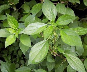 Pellitory tincture