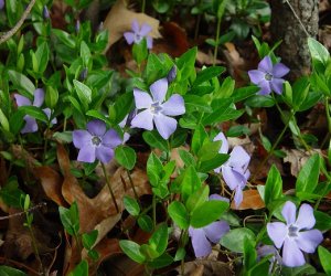 Periwinkle herb tincture