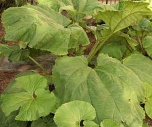 Rhubarb root tincture