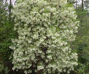 Fringe Tree rootbark tincture