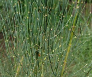 Ephedra tops tincture