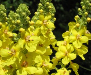 Mullein flower tincture