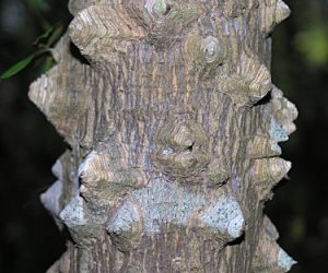 Prickly Ash bark tincture