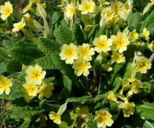 Cowslip flower tincture