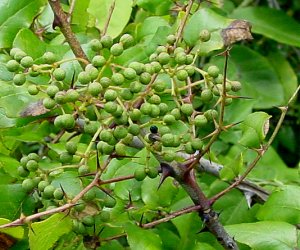 Prickly Ash berry tincture