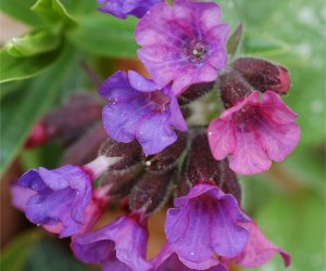 Lungwort tincture