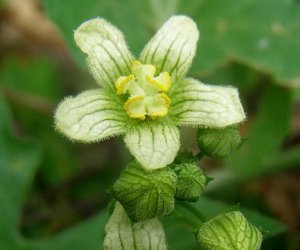 Bryony root tincture