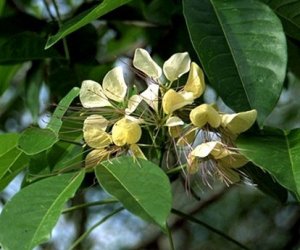 Crataeva bark tincture