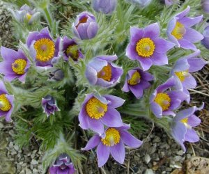 Pulsatilla herb tincture